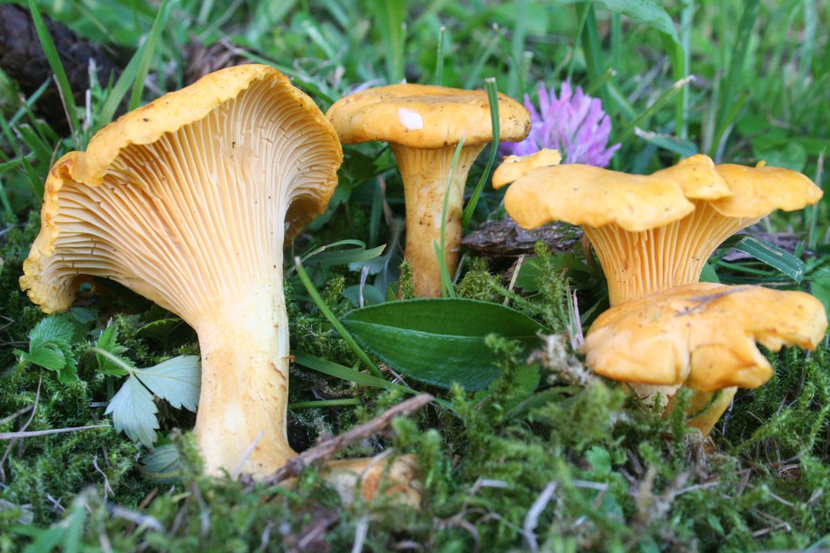 Cantharellus-cibarius-1200x800