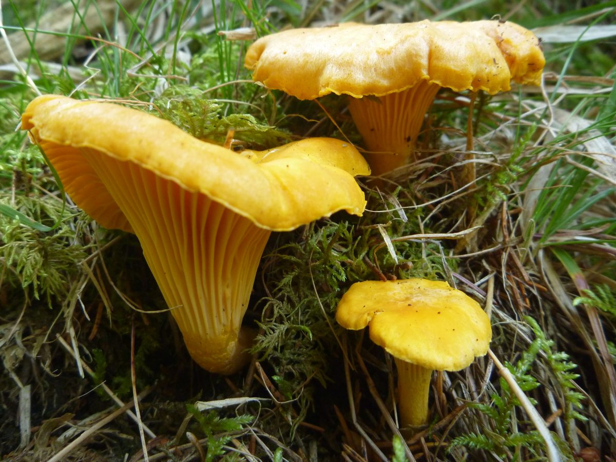 Cantharellus-cibarius-2-1200x900