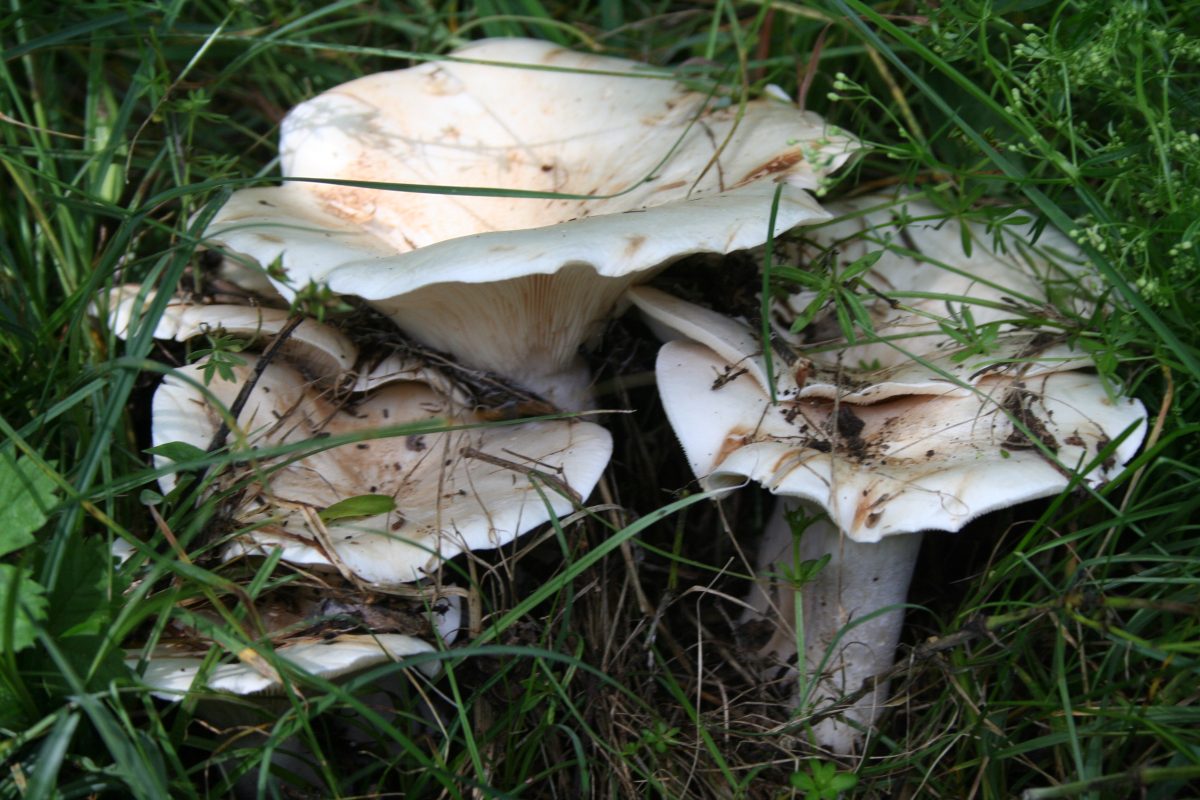 ICalocybe-gambosaMG_5559-1200x800