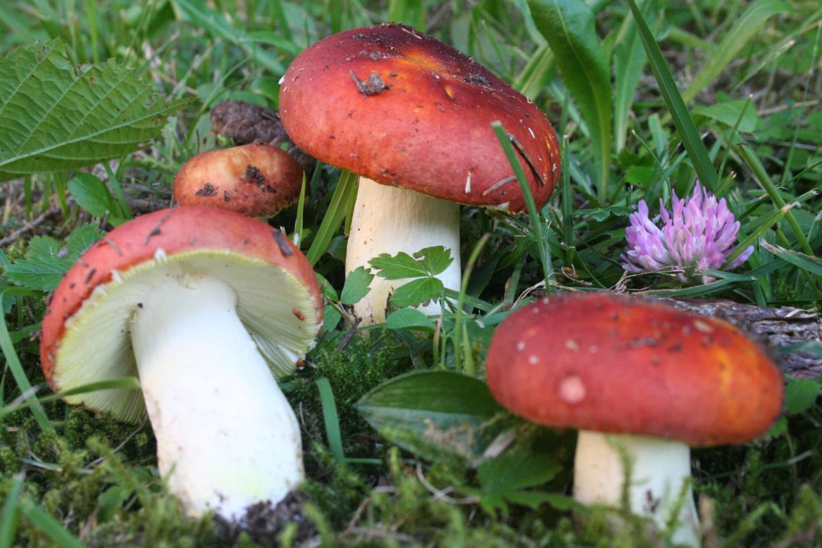 Russula-aurea-1200x800