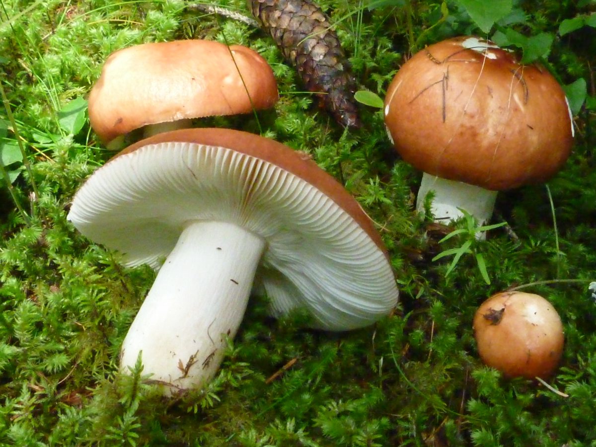 Russula-paludosa-1200x900 (1)